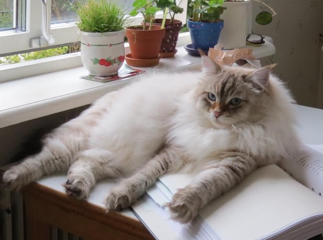 Sibirisk katt Kepler