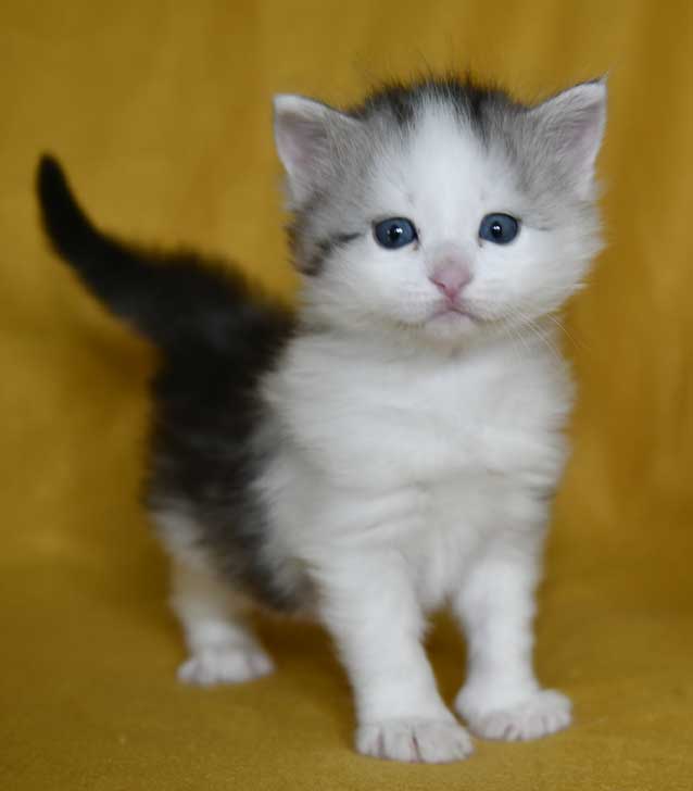 Sibirisk kattunge Pavo