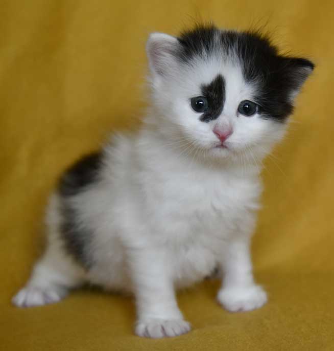 Sibirisk kattunge Picasso