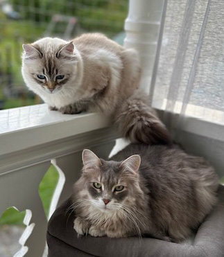 Sibirisk katt Neva Yabu Ottilia