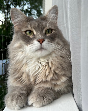 Sibirisk katt Yabu