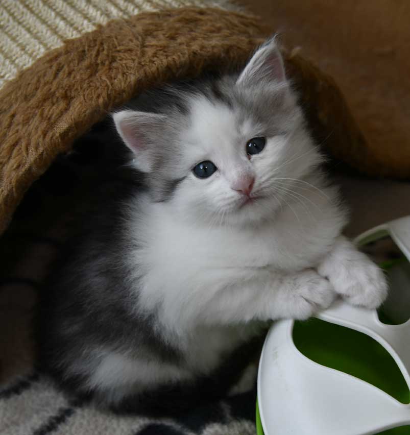 Sibirisk kattunge Pavo
