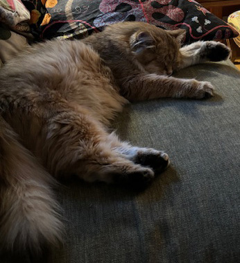 Sibirisk katt Indi