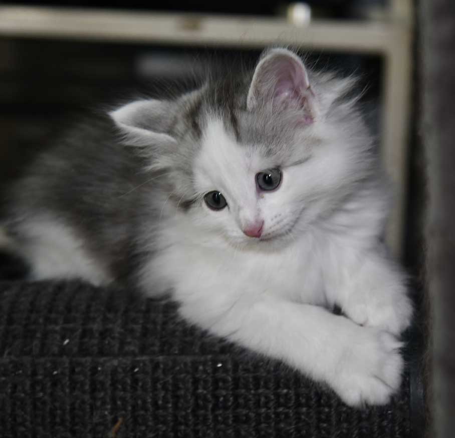 Sibirisk kattunge Pavo