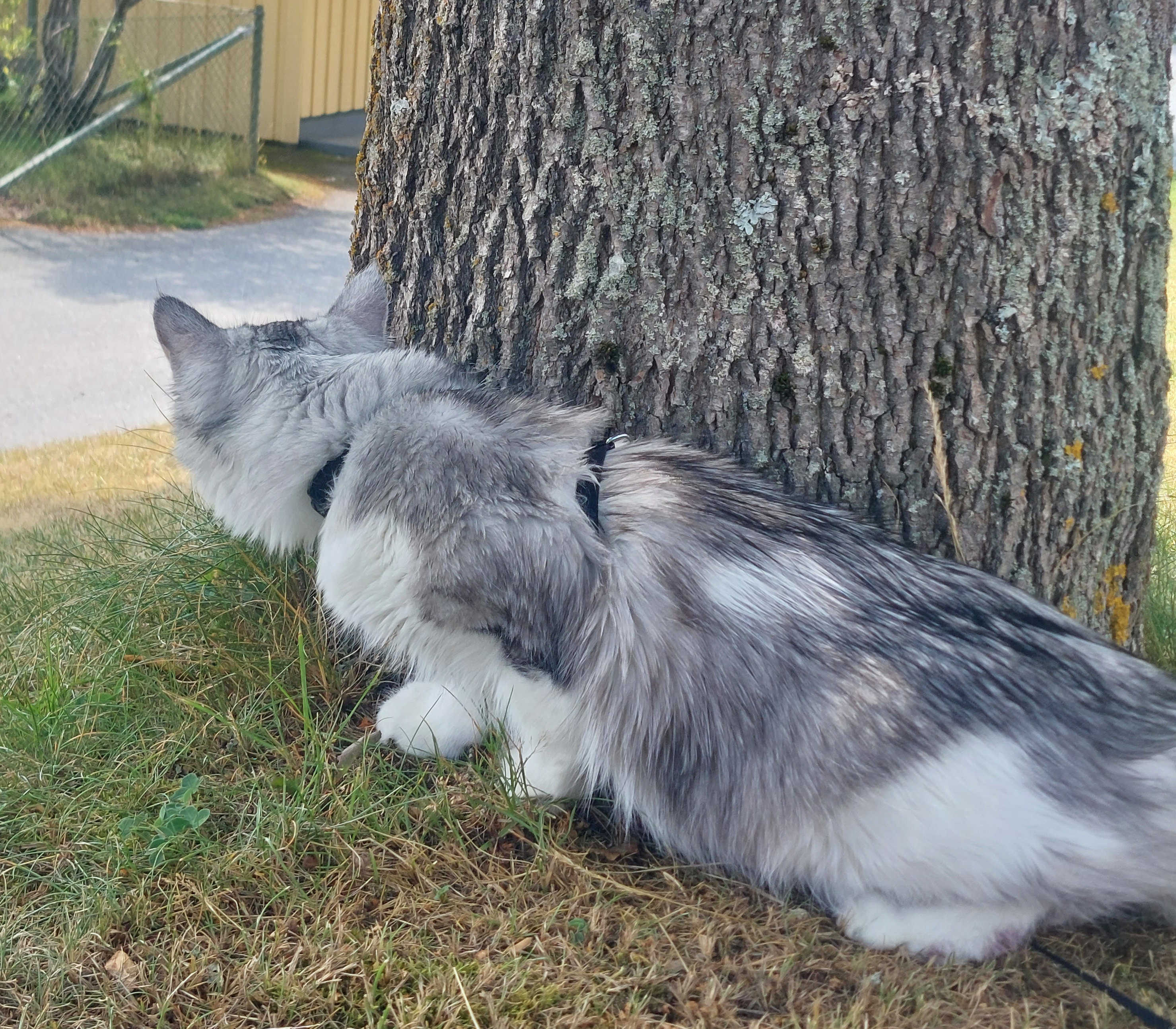 Sibirisk katt Norma