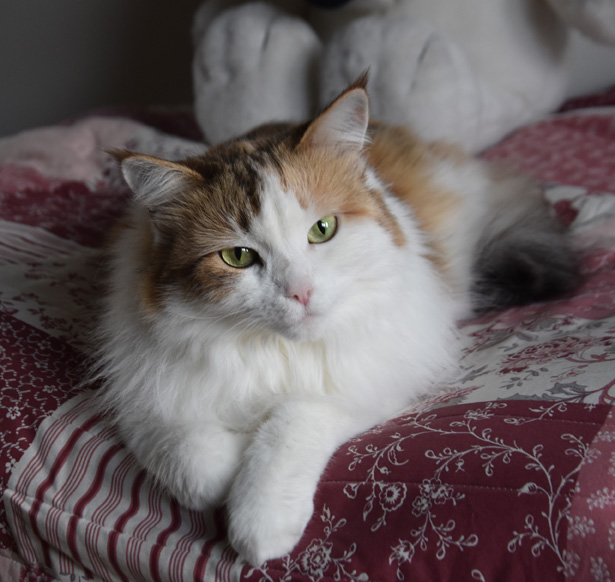 Sibirisk katt Nymphe