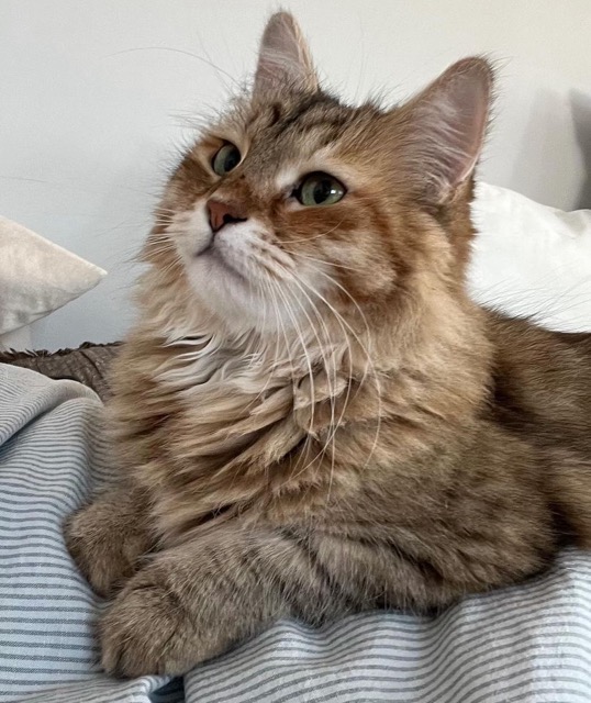 Sibirisk katt Yetta