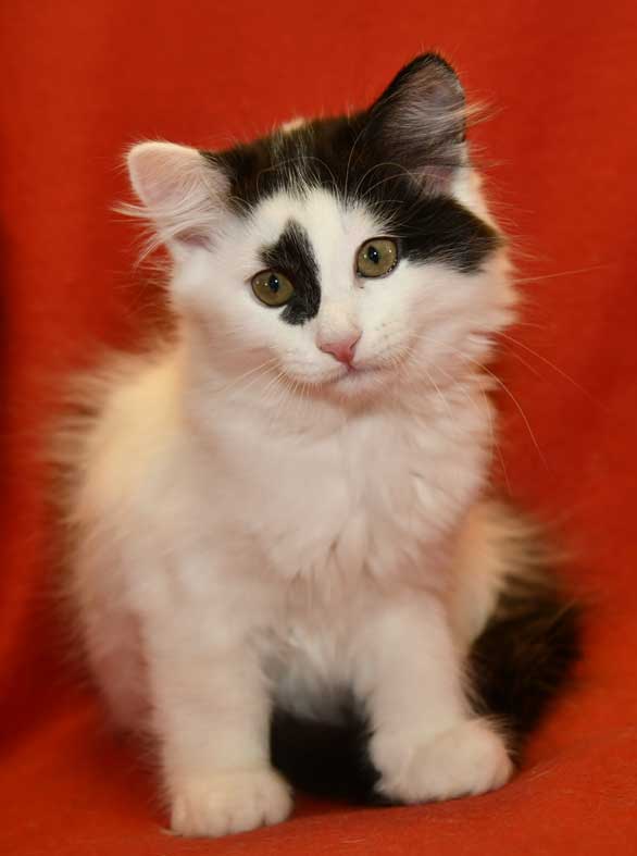 Sibirisk kattunge Picasso