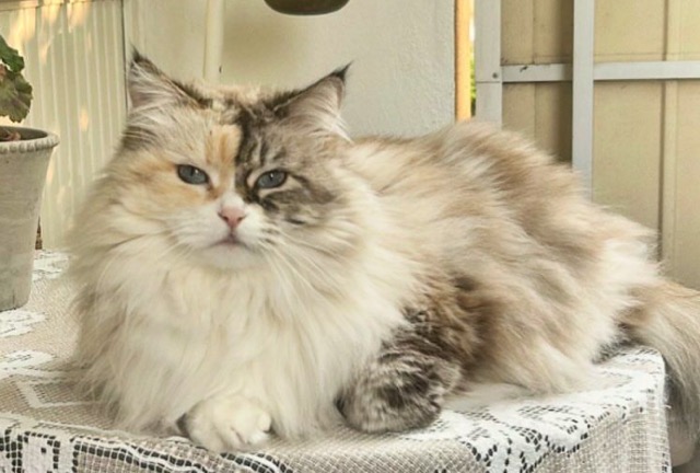Sibirisk katt Frieda