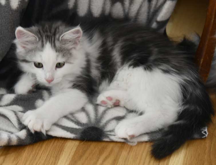 Sibirisk kattunge Pavo