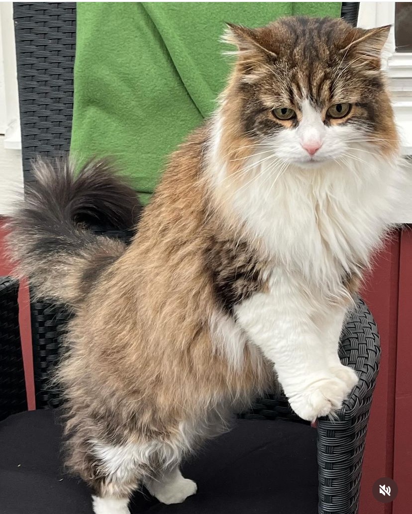 Sibirisk katt Valentine