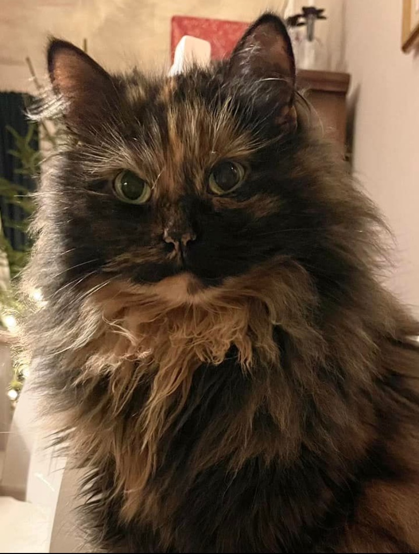 Sibirisk katt Kathleen