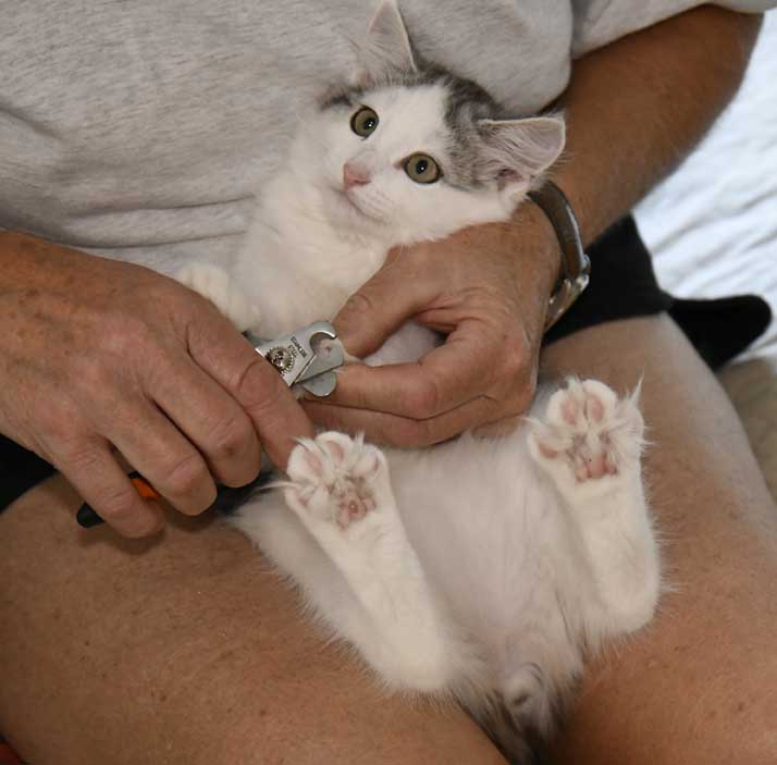 Sibirisk kattunge Pavo