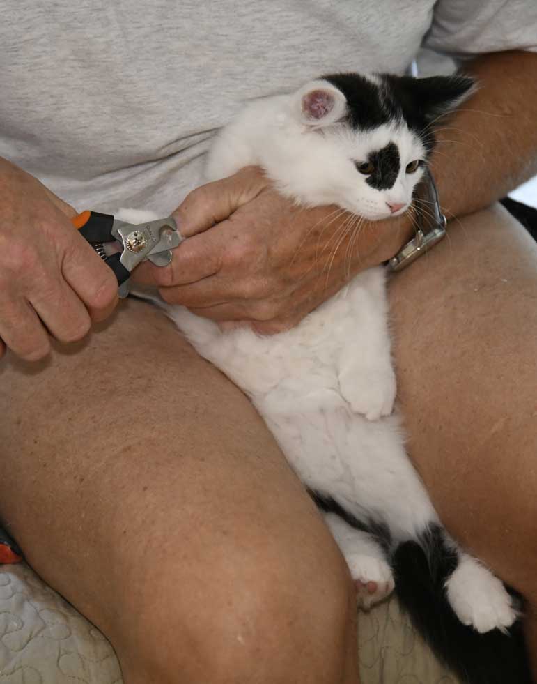 Sibirisk kattunge Picasso