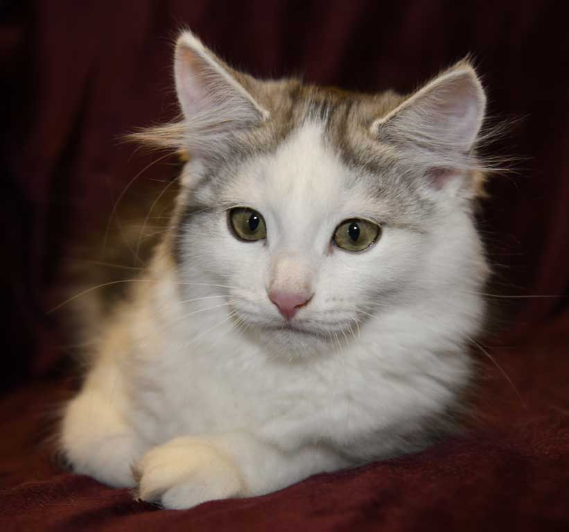 Sibirisk kattunge Pavo