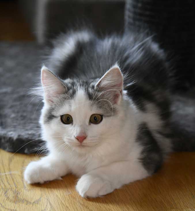 Sibirisk kattunge Pavo