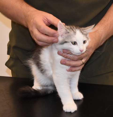 Sibirisk kattunge Pavo