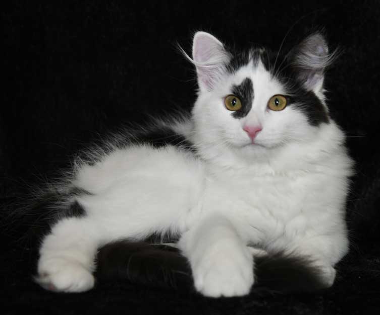 Sibirisk kattunge Picasso
