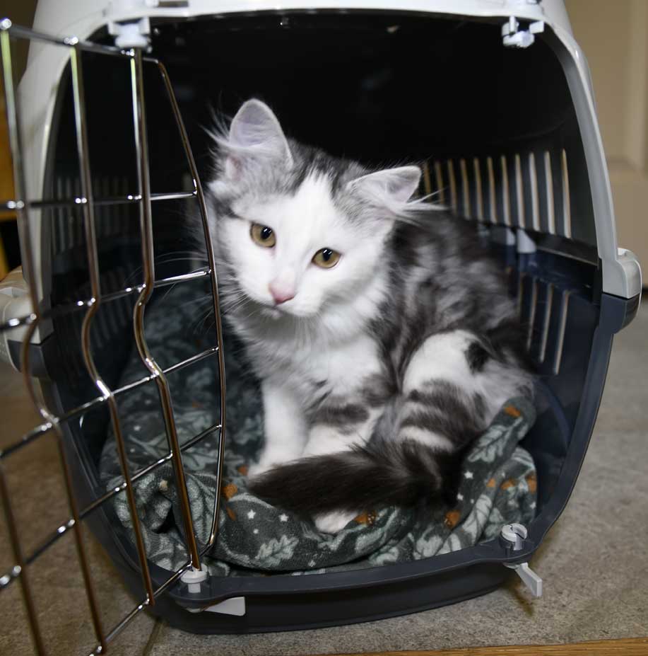 Sibirisk kattunge Polina
