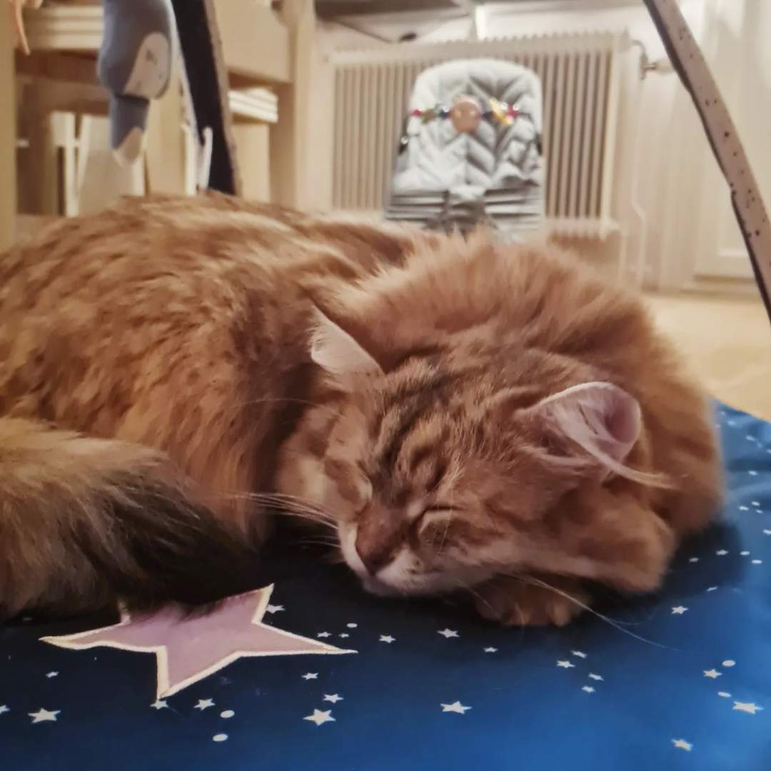 Sibirisk katt Florentina