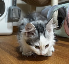 Sibirisk kattunge Polina