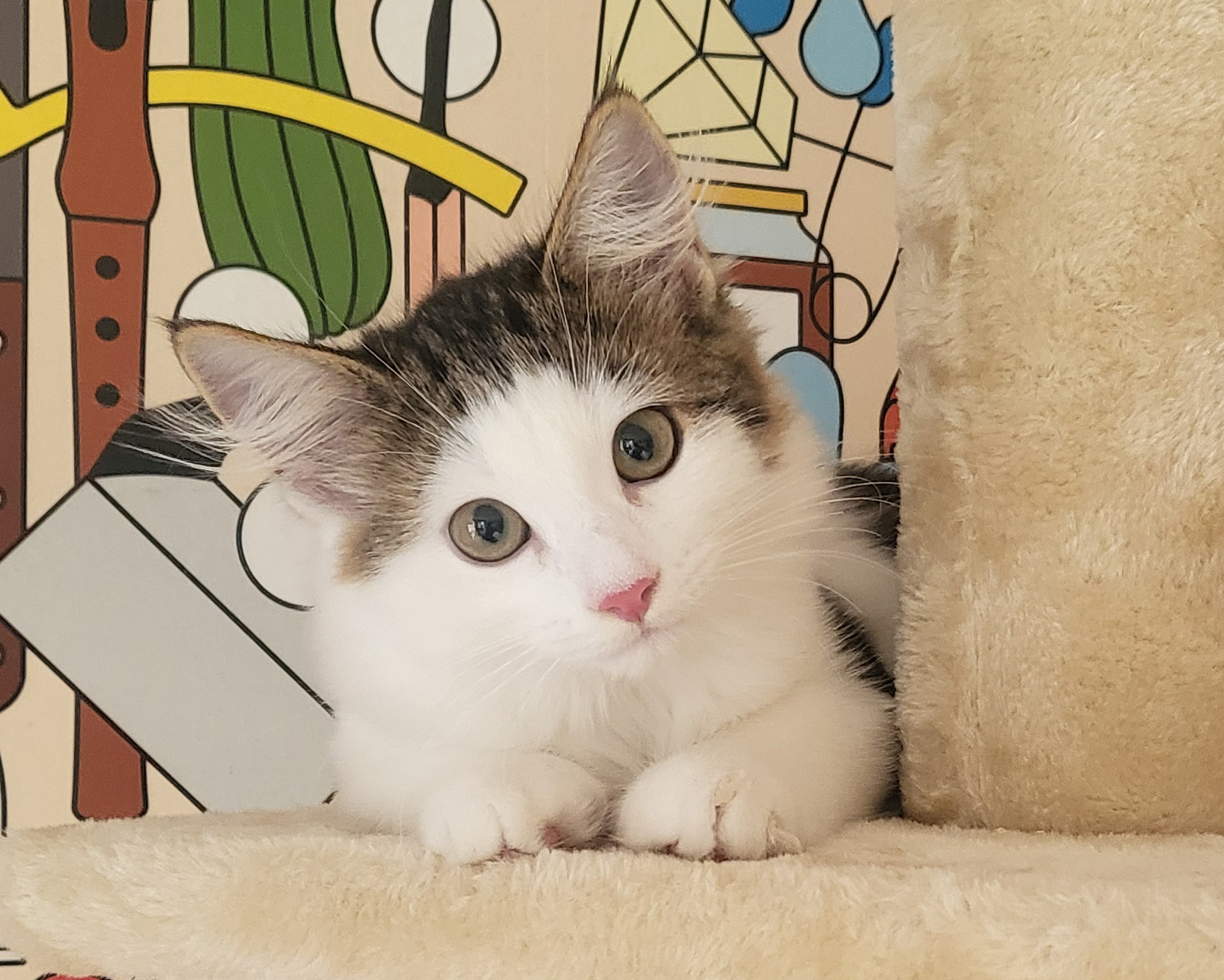 Sibirisk kattunge Pamina
