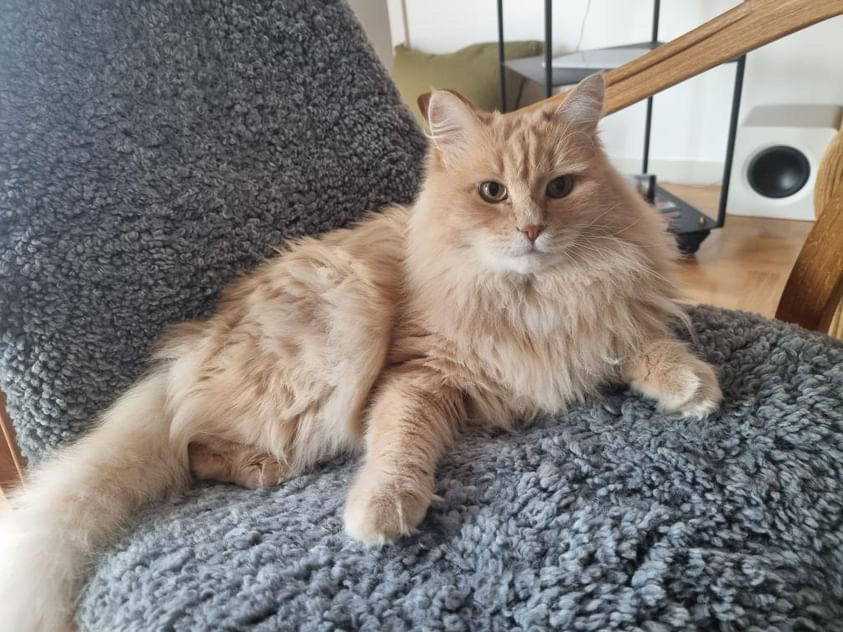 Sibirisk katt Barry