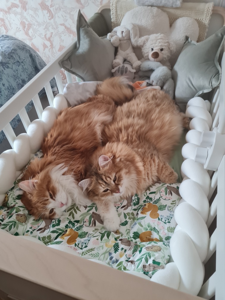 Sibirisk katt Ukko o Florentina