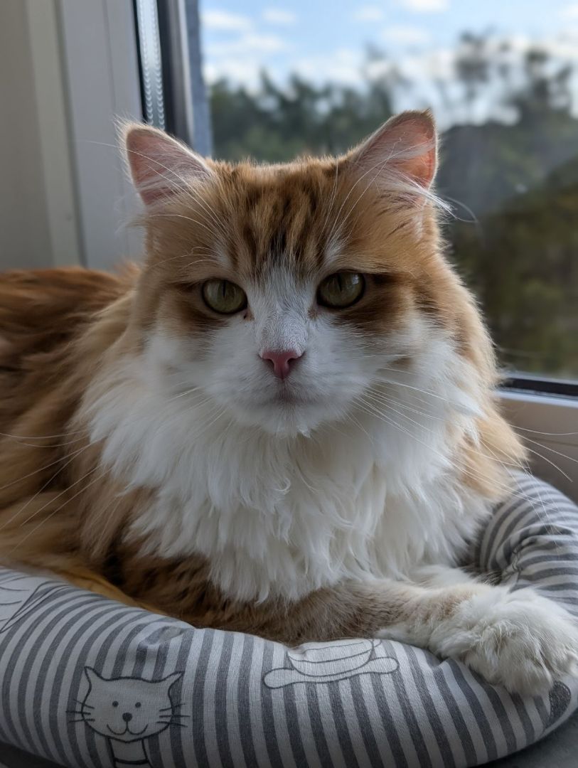 Sibirisk katt Ukko