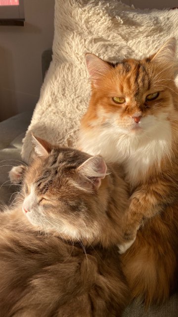 Sibirisk katt Bella o Fantasia