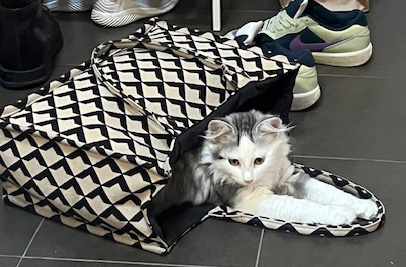 Sibirisk kattunge Polina