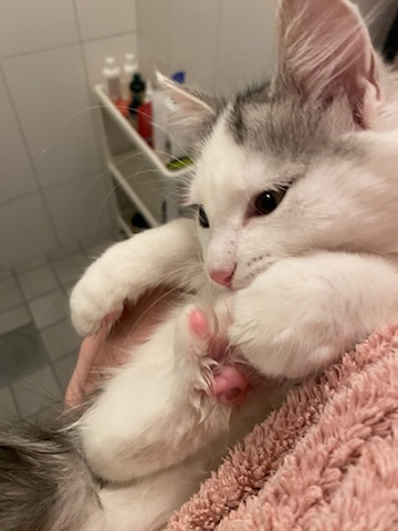 Sibirisk kattunge Pavo