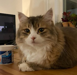 Sibirisk katt Fantasia