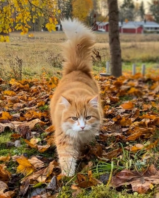 Sibirisk katt Flynn