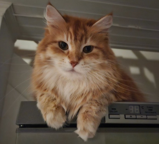 Sibirisk katt Ferrari