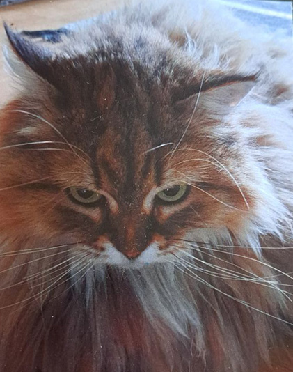 Sibirisk katt Styx