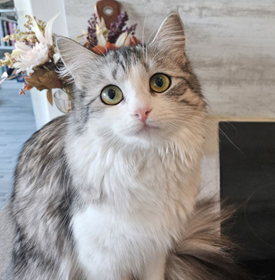 Sibirisk katt Norma