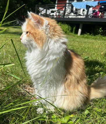 Sibirisk katt Tethys