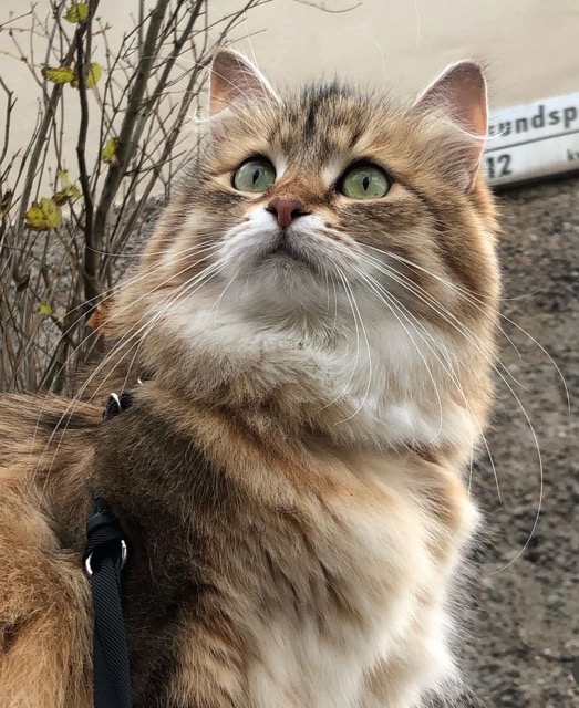 Sibirisk katt Fujita