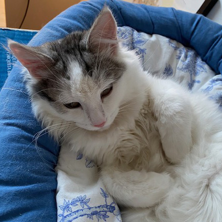 sIBIRISK KATT pAVO