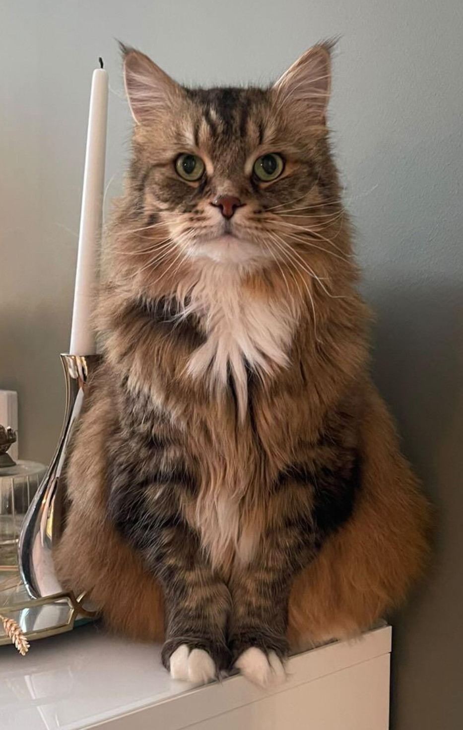Sibirisk katt Lucifer