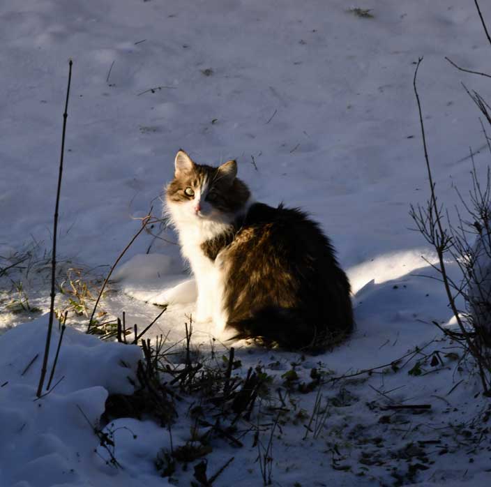 Sibirisk katt Vickie