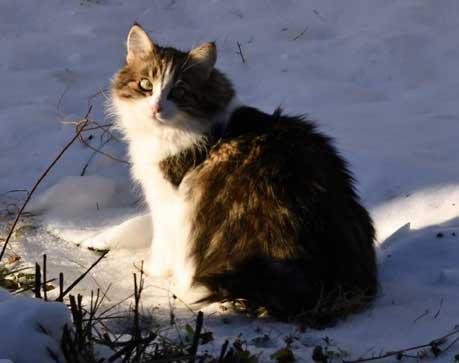 Sibirisk katt Vickie