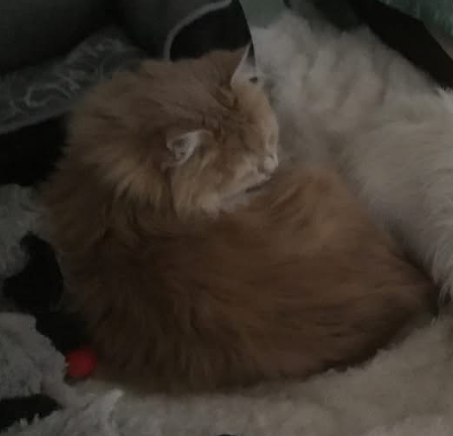 Sibirisk katt Magni