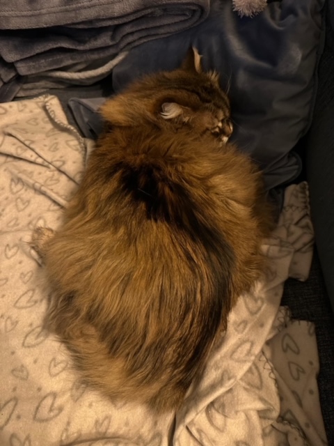 Sibirisk katt Vincente