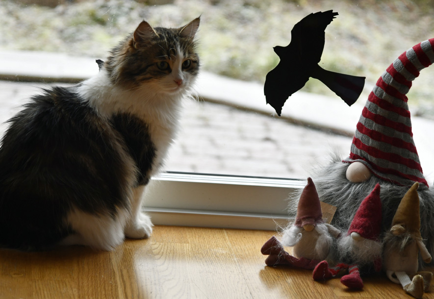 Sibirisk katt Vickie och tomtar