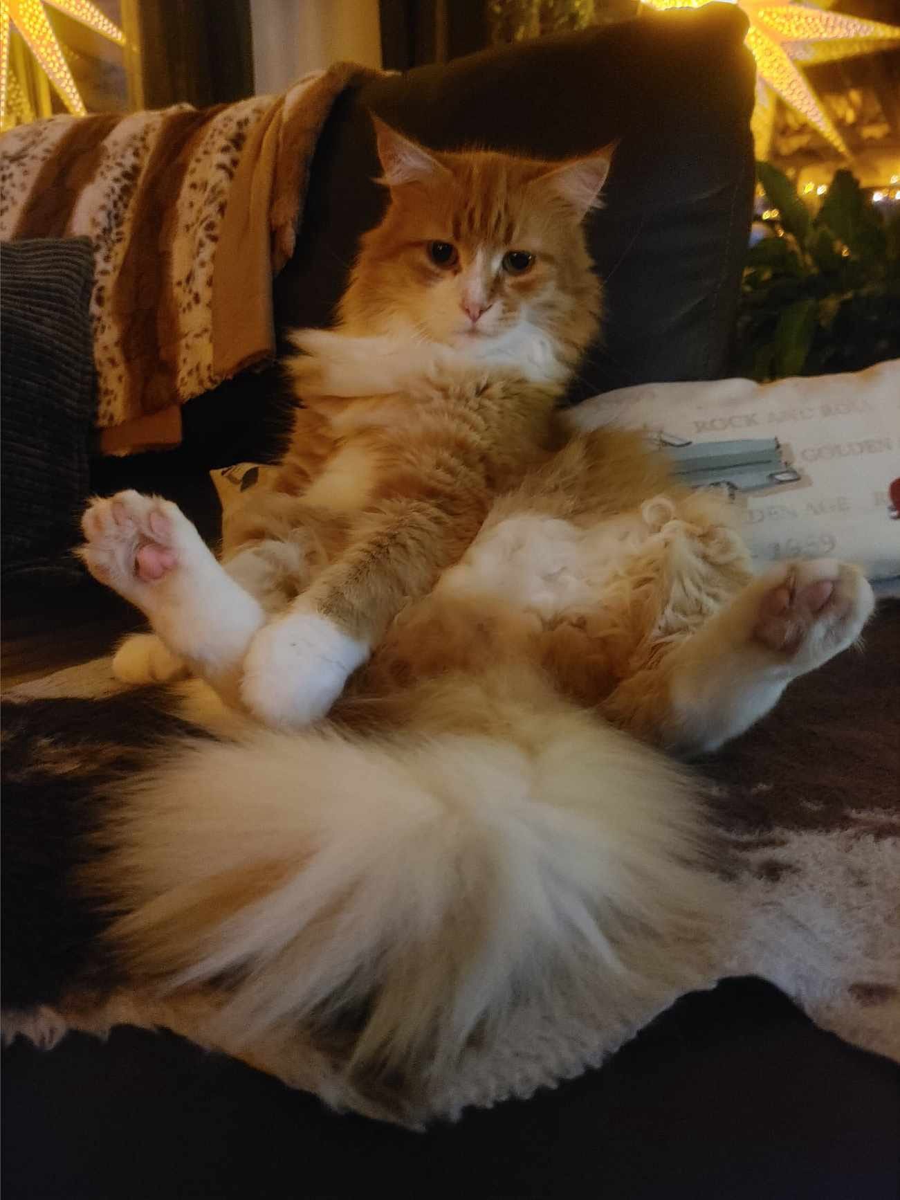 Sibirisk katt Neptune