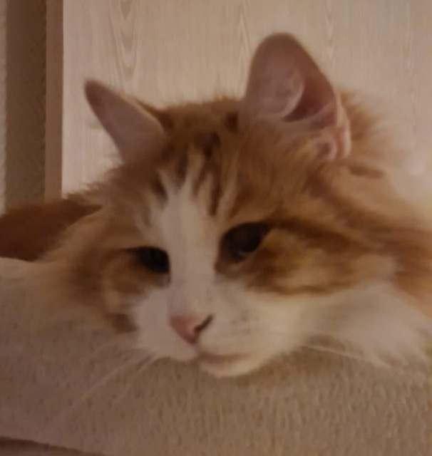 Sibirisk katt Xanthus