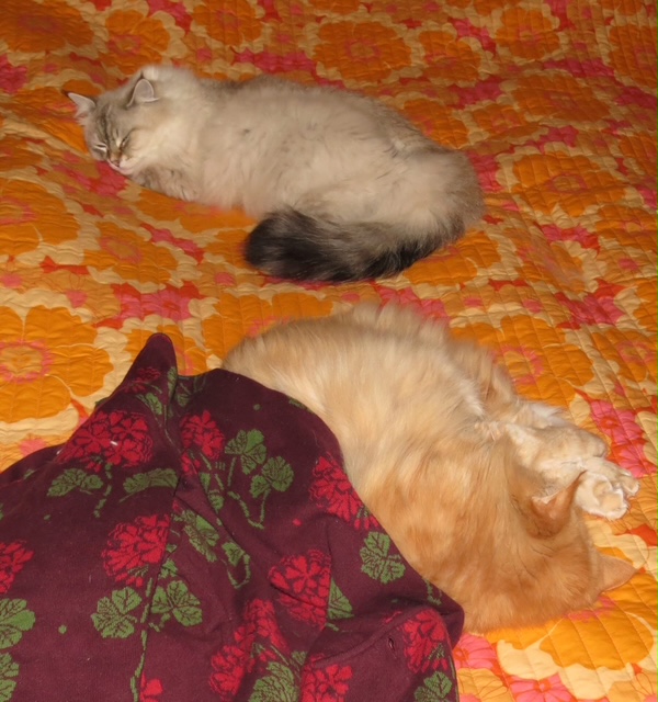 Sibirisk katt Hercules Neva Kepler