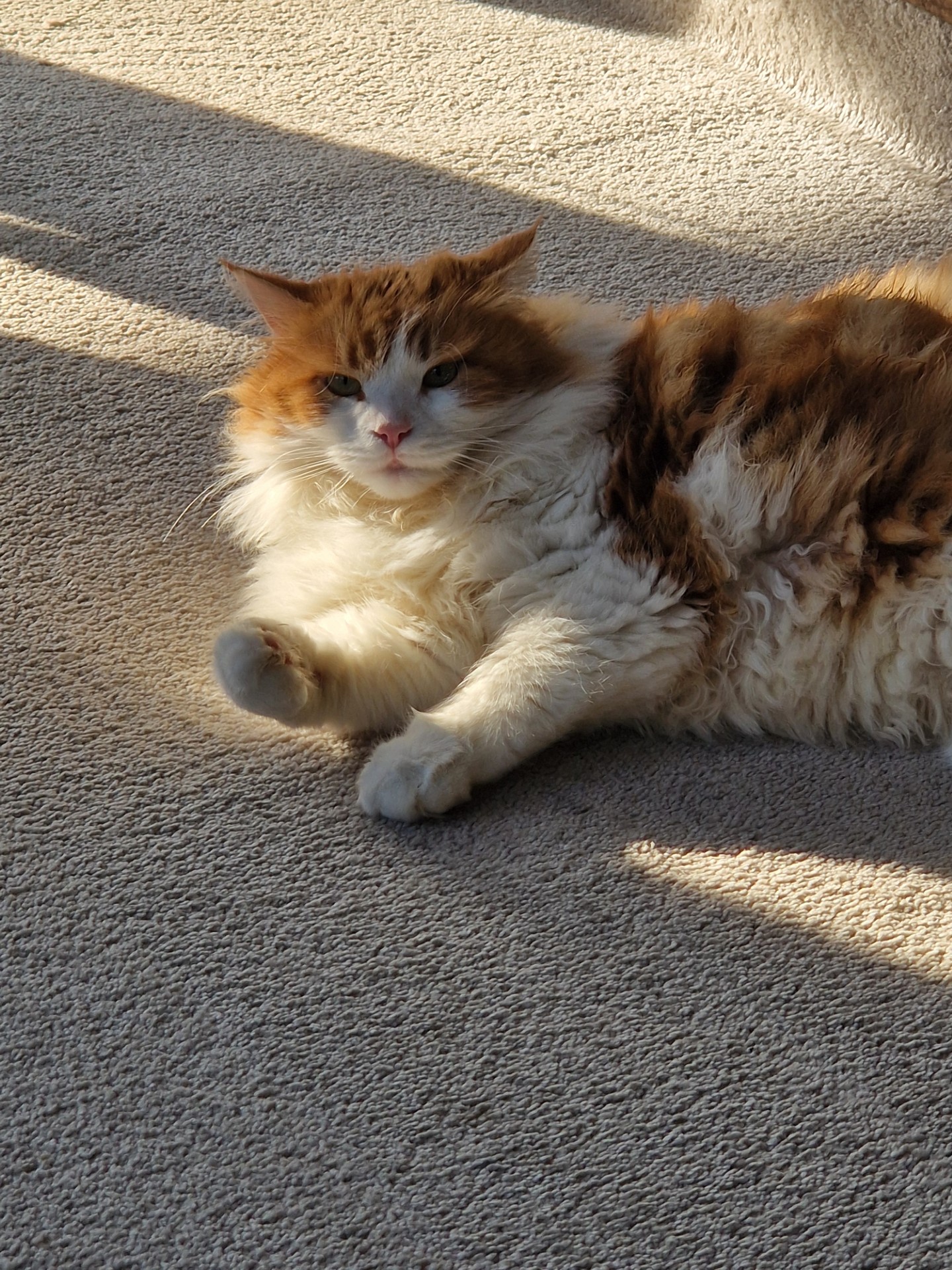 Sibirisk katt Rost